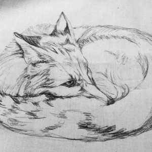 fox sketch